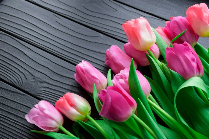 Tulipanes rosados, tulipanes de colores.